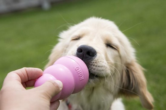 Gouden retriever puppy likt aan een roze KONG puppy speeltje.