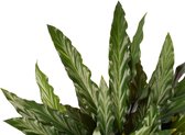 Hellogreen Kamerplant - Calathea Elgergrass - 50 cm