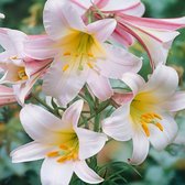 3x Lelie - Lilium regale - roze-wit - 3 bollen