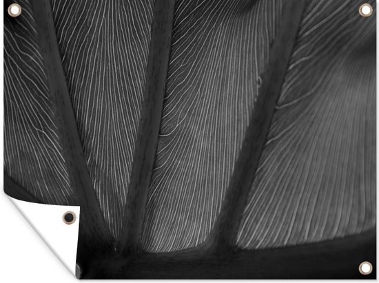 Tuinschilderij Groot blad met nerven en aderen - zwart wit - 80x60 cm - Tuinposter - Tuindoek - Buitenposter