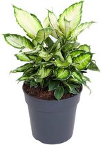 Kamerplant van Botanicly – Dieffenbachia Cool Beauty – Hoogte: 50 cm