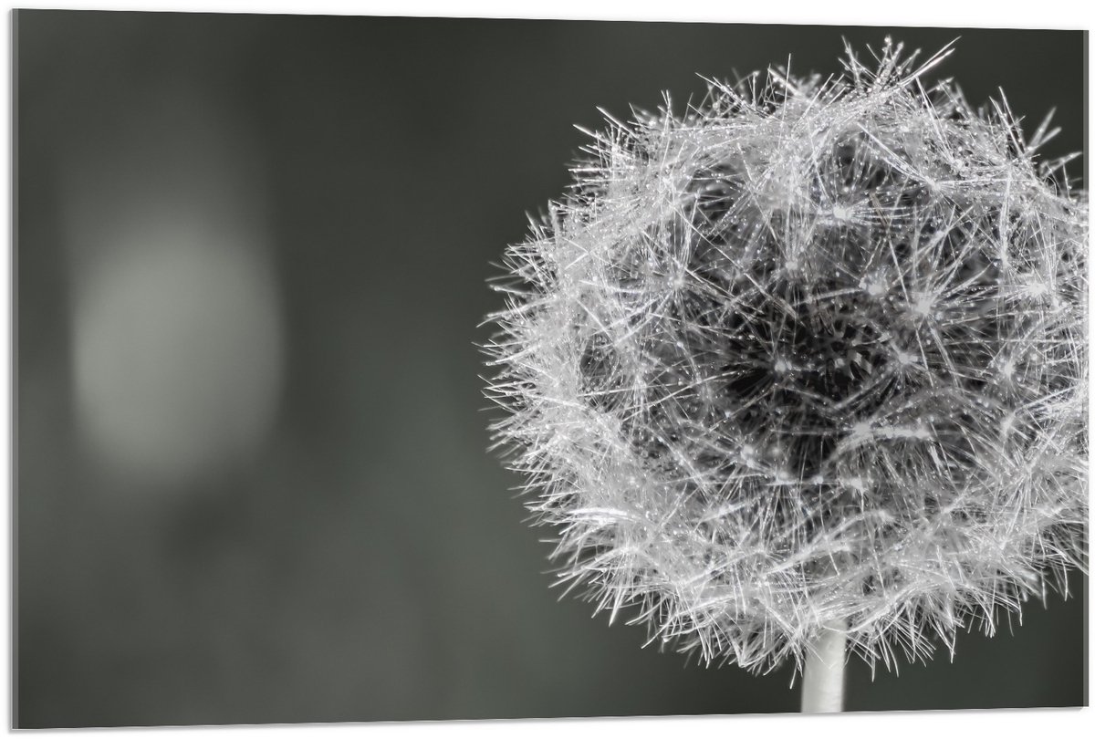 KuijsFotoprint Acrylglas - Paardenbloem in zwart/wit - 90x60cm Foto op Acrylglas (Wanddecoratie op Acrylglas)