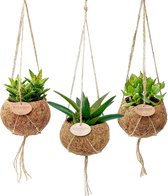 Succulent mix per 3 stuks - Kamerplant in Kokodama's kokosvezel pot ⌀12 cm - ↕10-15 cm