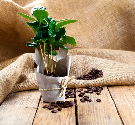 Twee jonge koffieplanten in houten potten met tekst, op een houten tafel.
