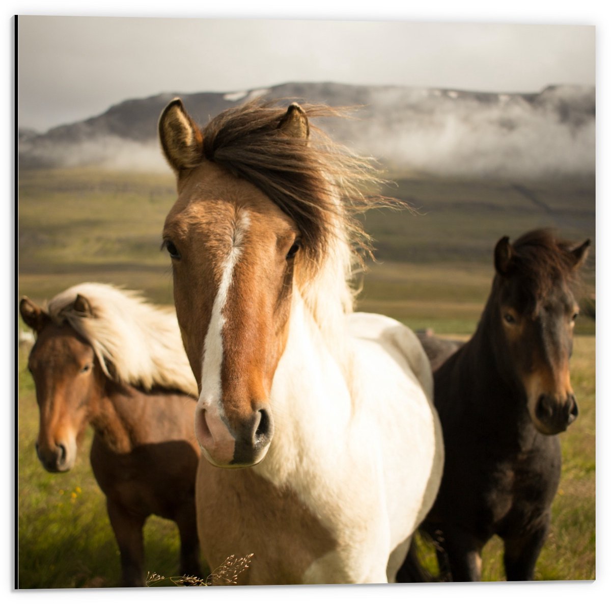 KuijsFotoprint Dibond - Paarden in een Wei - 50x50cm Foto op Aluminium (Met Ophangsysteem) Groen