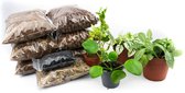 DIY Gesloten terrarium kit  Met planten en instructies