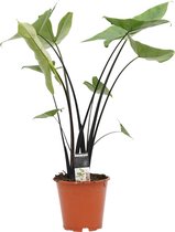 Alocasia Zebrina Black Stem 'Olifantsoor' - Hoogte: ↑ 75 cm - Diameter pot: Ø 19 cm - Merk: Decorum