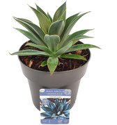 Mangave ‘Lavender Lady’ ® – ↨ 15cm – ⌀ 15cm