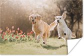 Poster Honden - Zon - Lente - 30x20 cm