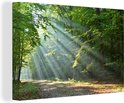 Zonnestralen die door de bladeren van groene bomen vallen op een bosweg.