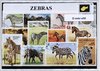 Afbeelding van het spelletje Zebra's – Luxe postzegel pakket (A6 formaat) : collectie van verschillende postzegels van zebra's – kan als ansichtkaart in een A6 envelop - authentiek cadeau - kado - geschenk - kaart - Equidae - paardachtige - strepen - zwart wit - hoefdier