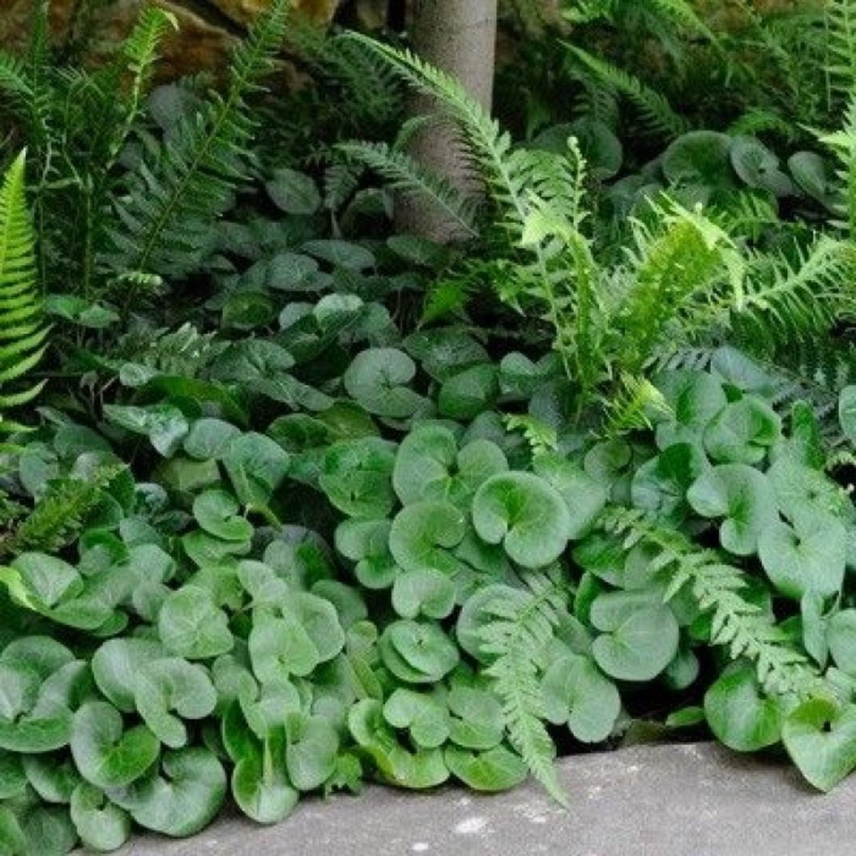 12 x Mansoor Groen - Vaste Plant Wintergroen - Asarum europaeum in 9x9 pot met hoogte 0-10cm