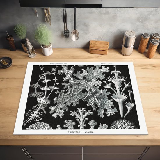 KitchenYeah® Inductie beschermer 77x59 cm - Kunst - Koraal - Ernst Haeckel - Oude meesters - Natuur - Kookplaataccessoires - Afdekplaat voor kookplaat - Inductiebeschermer - Inductiemat - Inductieplaat mat