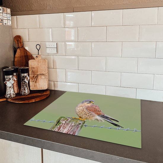 Een torenvalk zit op een houten paaltje met prikkeldraad op een keuken aanrecht.