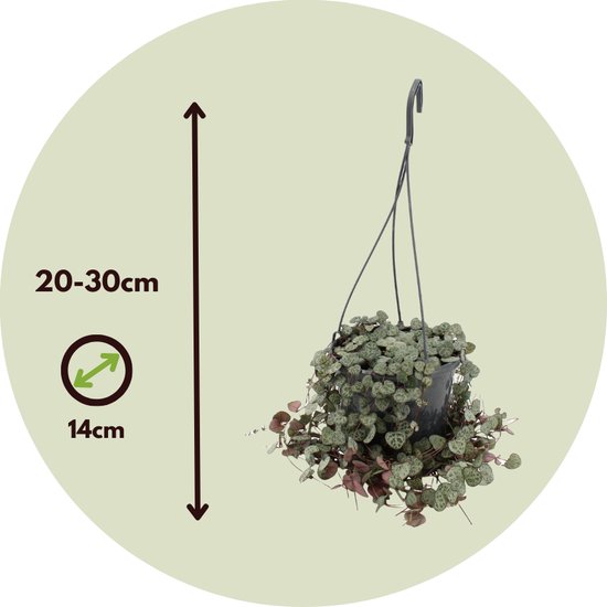 Senecio herta hangplant met hartvormige bladeren in een pot van 14 cm, hoogte 20-30 cm.