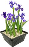 vdvelde.com - Blauwe Lis - Japanse Iris - Iris Kaempferi - Iris bloem 4 stuks + Vijvermand - Winterharde Vijverplanten - Van der Velde Waterplanten