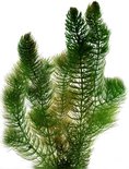 vdvelde.com - Hoornblad Ceratophyllum - 6 bosjes - Winterharde Zuurstofplant voor de Vijver - Van der Velde Waterplanten