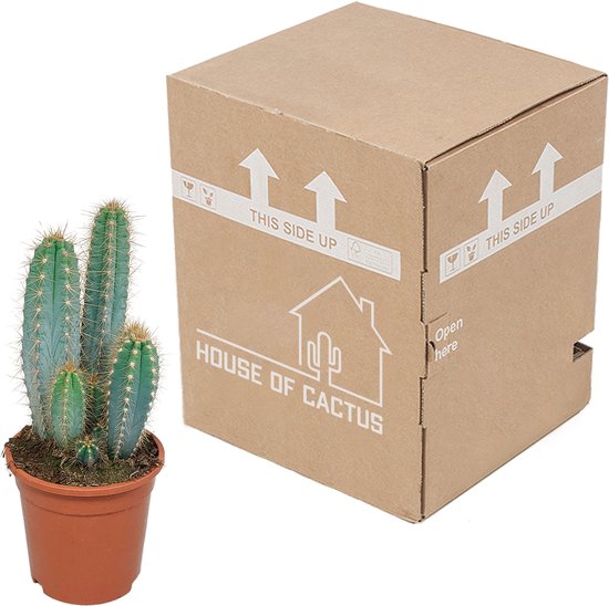 Cactus - Pilosocereus Azureus hauteur 27cm pot 12cm