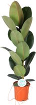 Ficus Elastica Robusta - Rubberboom Ø21cm 90cm - Verse Kamerplant, Direct van de Nederlandse Kweker