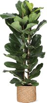 Ficus Lyrata in Albury NATURAL mand - Potmaat 27cm - Hoogte 140cm