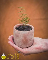 Grow your ownn kweekset - Asparagus Densiflorus Mazeppa - Kamerplant Kweekset