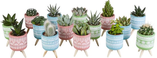 Megamix 15 pièces - Cactus et succulentes 5,5 cm en pot mexicain