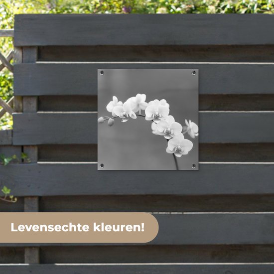 Posters de jardin Orchidée - Fleurs - Plante - Wit - Violet - 50x50 cm - Toile jardin - Affiche extérieure