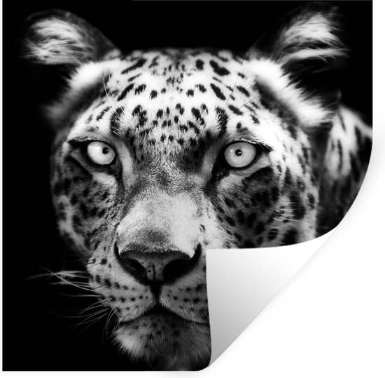 Sticker Muursticker Animaux en gros plan en Zwart- Wit - Gros plan léopard de Perse sur fond noir en noir et blanc - 50x50 cm - film adhésif autocollant - sticker mural repositionnable