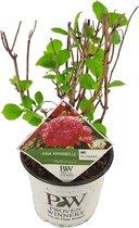 Plant in a Box - Hydrangea 'Pink Annabelle' - Hortensia - Tuinplant - Roze - Potmaat 19 cm - Hoogte 40-50 cm