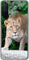 Geschikt voor OnePlus Nord CE 5G hoesje - Leeuwinnen - Wilde dieren - Jacht - Siliconen Telefoonhoesje