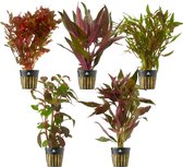vdvelde.com - Rode Aquariumplanten - 5 stuks - Aquariumplant - 5 planten - Plaatsing: in de bodem