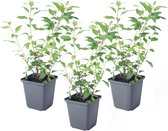 Plant in a Box - Solanum Rantonnetii 'Nachtschade' - Set van 3 - Bloeiende struik - Pot 9 cm - Hoogte 25-40 cm