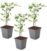 Plant in a Box - Jasmijn 'Summer Scent' - Set van 3 - Jasminum x stephanense - Roze - Pot 9 cm - Hoogte 25-40 cm