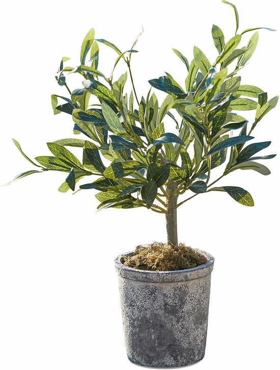 LOBERON Sierpotplant Mariuccia groen