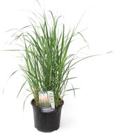 Plant in a Box - Calamagrostis Karl Foerster - Gras - Siergras - Potmaat 23 cm - Hoogte 40-60 cm