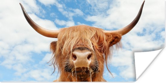Affiche Highlander écossais - Nuage - Animaux - 160x80 cm
