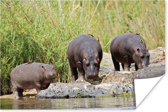 Nijlpaarden naast elkaar in Zuid-Afrika Poster 90x60 cm - Foto print op Poster (wanddecoratie woonkamer / slaapkamer) / Wilde dieren Poster