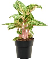 Groene plant – Epipremnum (Aglaonema Coco Melon) – Hoogte: 60 cm – van Botanicly