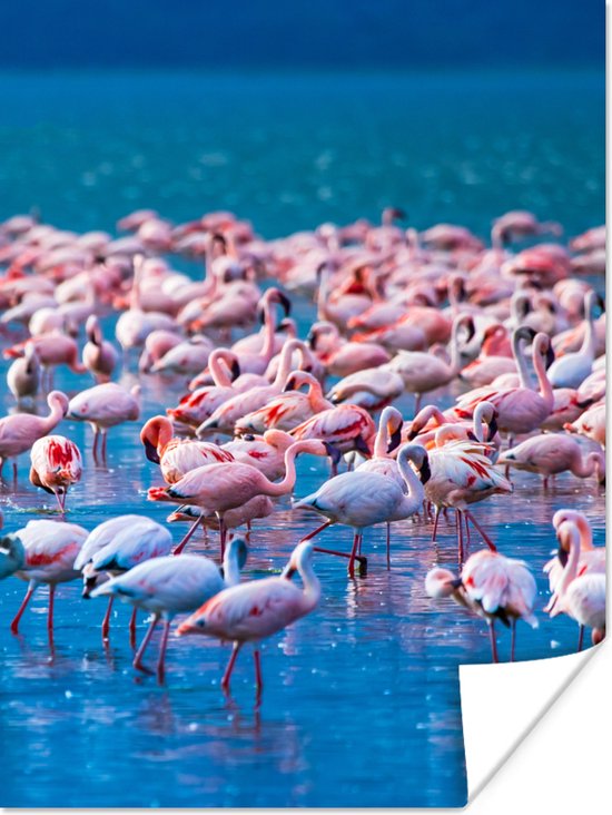 PosterMonkey - Poster - Fotolijst - Dieren - Flamingo - Zwart - Wit - Grijs - Kader - 60x80 cm - Slaapkamer - Poster lijst - Frame poster - Poster flamingo - Poster met frame