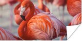 PosterMonkey - Poster - Flamingo - Vogel - Dieren - Roze - Fotolijst - 160x80 cm - Poster flamingo - Posterlijst - Frame poster - Poster dieren - Woonkamer