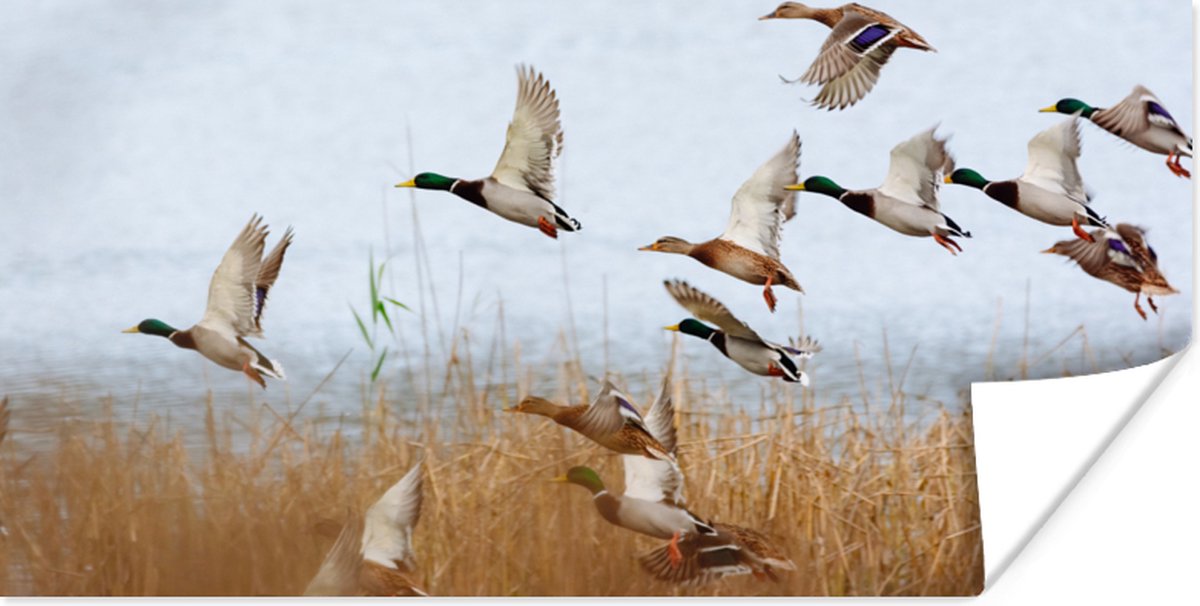 Poster Eend - Vogel - Riet - Water - Eenden - 120x60 cm