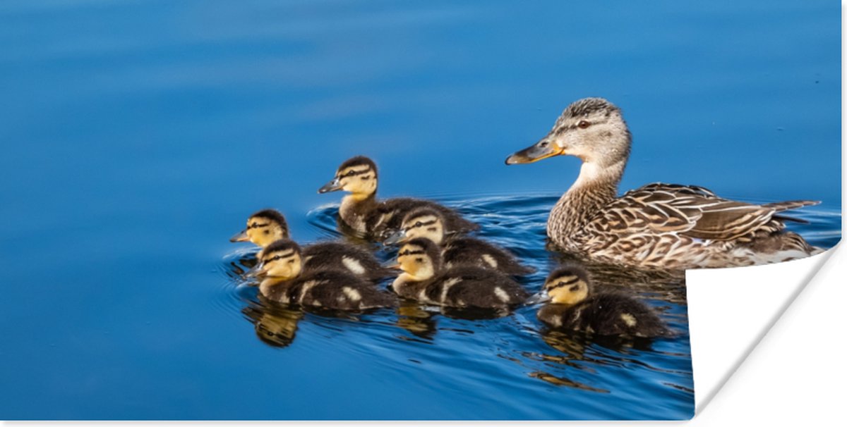 Poster Eend - Water - Vogel - Bruin - 80x40 cm