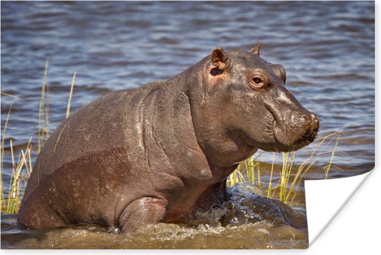Poster Nijlpaard - Water - Kalf - 30x20 cm