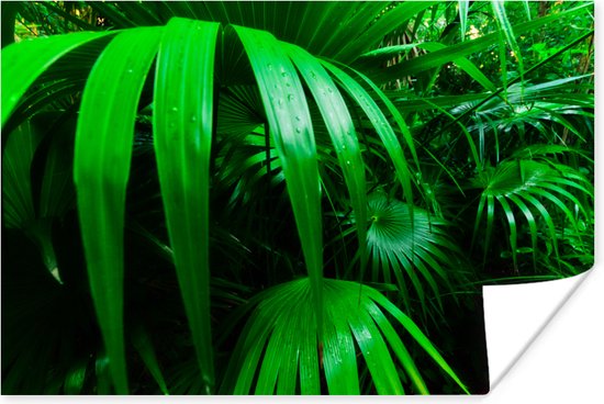 Poster Feuilles de palmier dans la jungle 180x120 cm - Tirage photo sur Poster (décoration murale salon / chambre) XXL / Groot format!