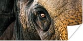 Poster Olifant - Close up - Dieren - Natuur - 120x60 cm