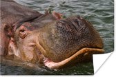 Zwemmende nijlpaard Poster 180x120 cm - Foto print op Poster (wanddecoratie woonkamer / slaapkamer) / Wilde dieren Poster XXL / Groot formaat!