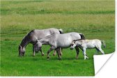 Poster Paarden - Dieren - Gras - 90x60 cm