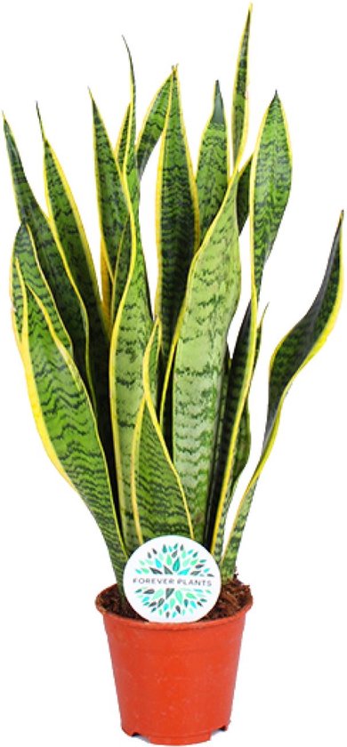 Plantenboetiek.nl | Sansevieria Trifasciata Laurentii - Ø14cm - 40-50cm hoog - Kamerplant - Groenblijvend - Cactus & Vetplanten