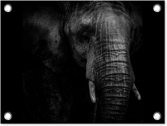 Een olifant in zwart-wit donkere achtergrond