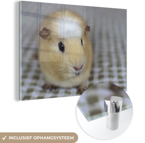 MuchoWow® Glasschilderij 30x20 cm - Schilderij acrylglas - Kleine cavia - Foto op glas - Schilderijen